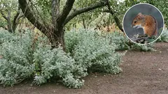 Ničia vám poľné myši záhradu? Silne voňajúce rastliny a jednoduché opatrenia, ktoré zmiernia dlhodobé škody.